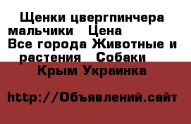 Щенки цвергпинчера мальчики › Цена ­ 25 000 - Все города Животные и растения » Собаки   . Крым,Украинка